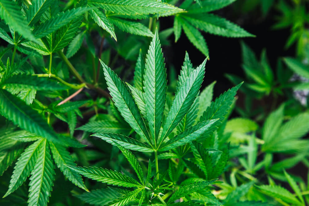 A close-up image of cannabis leaves